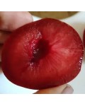 Червона десертна слива Red Heart